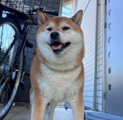 凛々しい