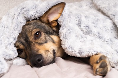 毛布に包まる犬
