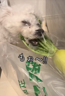 大根の葉を食べるおから君4