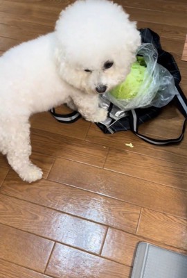 おから君の行動3