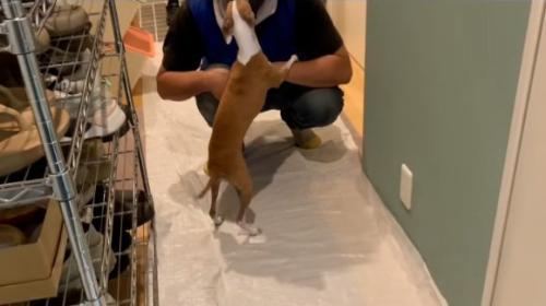 またご挨拶することちゃん