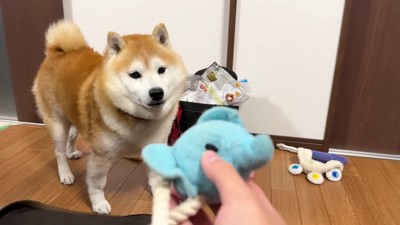 おもちゃを口でキャッチ