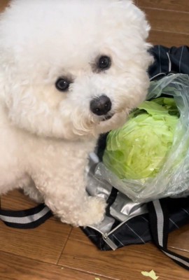 おから君の行動5