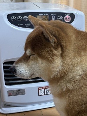 柴犬