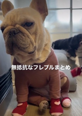 靴下を履いている犬→もう1匹の犬に奪われ続け…あまりにも『無抵抗な光景』が面白すぎると152万再生「可愛すぎて悶絶」「意思なくて草」