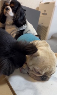 みるくちゃんの前足を手前へ