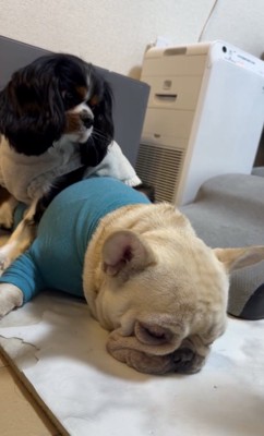 後ろで見てたここあちゃん