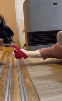 豪快に引っ張ります