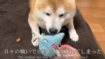 毎日の格闘の結果です