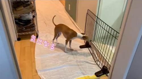 気になることちゃん