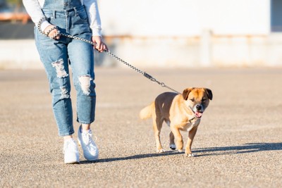 散歩中の犬と女性