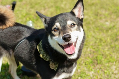 笑顔の黒い犬