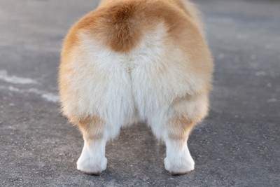 コーギーのおしり