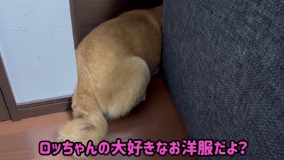 「信じない!!」