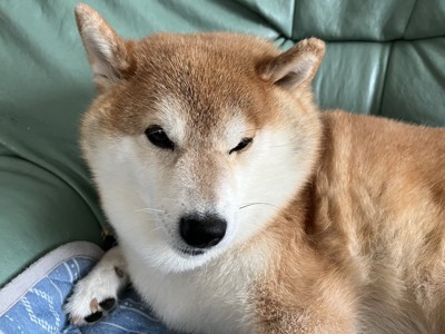 ウトウト
