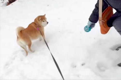 雪景色