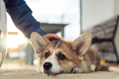 犬を優しく撫でる