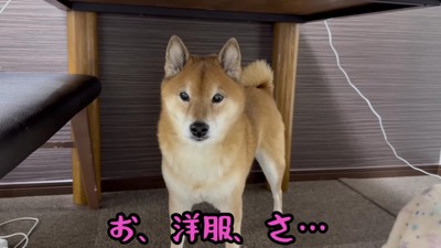散歩前に防寒着を着させたい!!