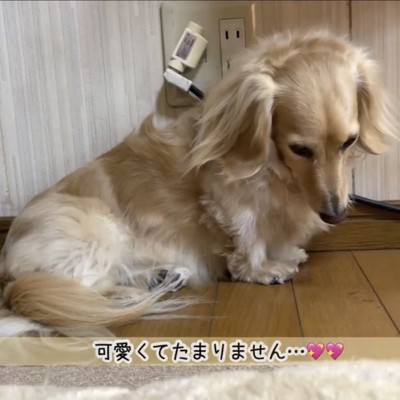 俯くダックスフンド「可愛くて堪りません」