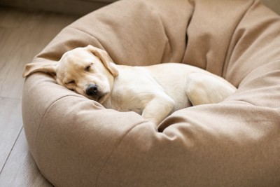ベッドで熟睡する子犬