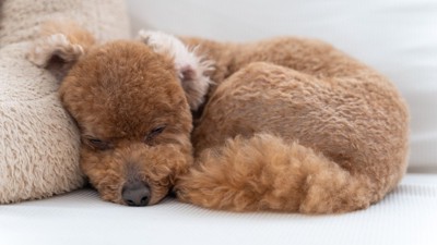 丸まって眠る犬