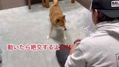 「騙すつもりだな!」