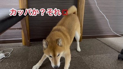 カッパと勘違い!?