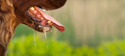 舌を出して涎を垂らす犬