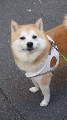 お散歩中