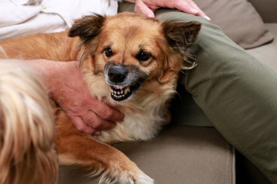 唸っている犬