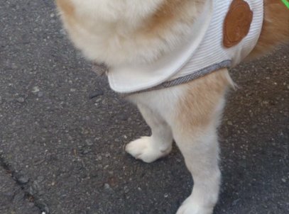 凛々しい