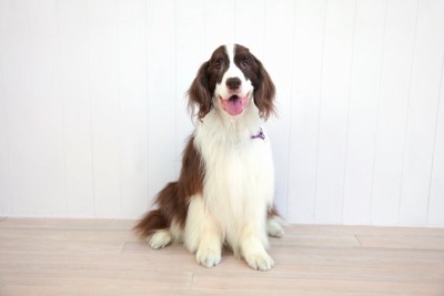お座りする犬