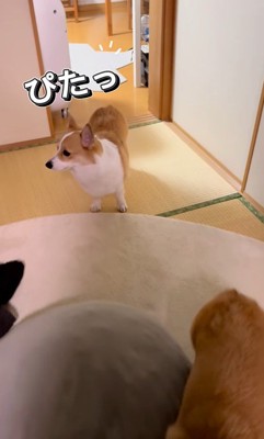 ココちゃんの尊い行動6