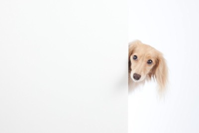 横から覗き込む犬