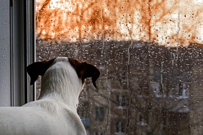 雨が降る外を眺める犬
