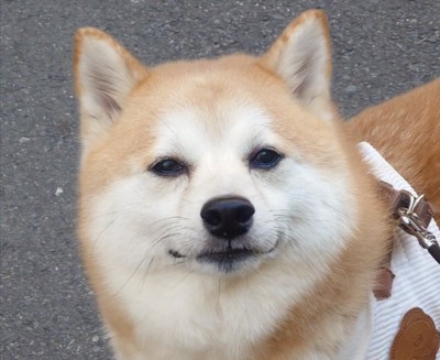 悟り