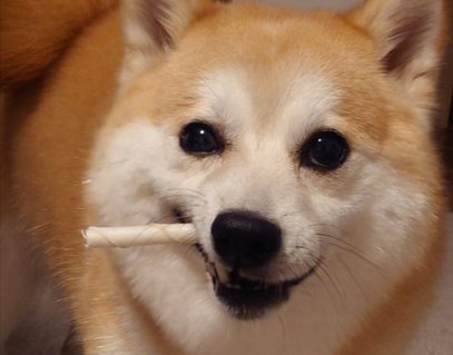 ワイルド