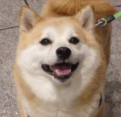 ニコニコ