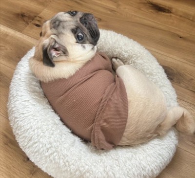 飼い主