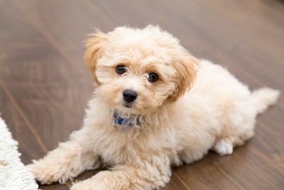 伏せの姿勢をしているカメラ目線の犬