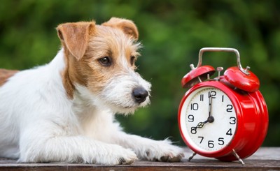 屋外で時計を見る犬