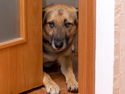 悲しそうに覗き込む犬