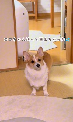 ココちゃんの尊い行動8