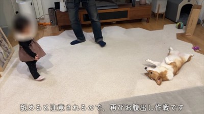 やっぱりお腹を見せる作戦!!