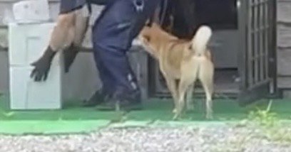 荷物を運ぶ配達員のそばに寄り添う犬