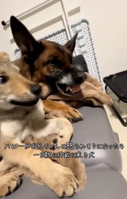 怒るDAZくん