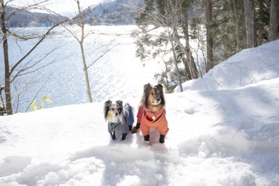 雪景色