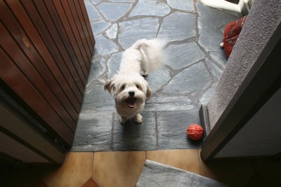 玄関先で見上げる犬