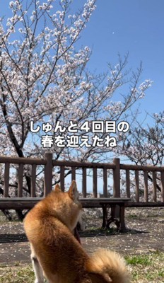 4回目の春を迎えた