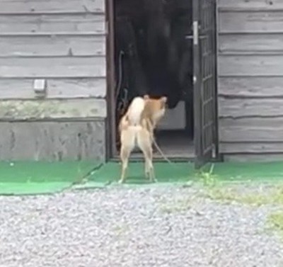扉の中をのぞき込む犬